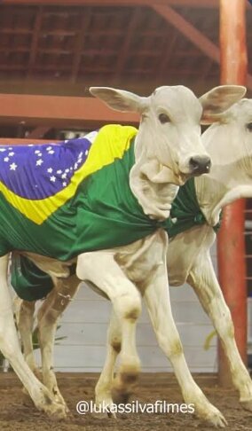 Bezerro vestido com a bandeira do Brasil